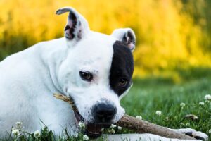 7 Crazy Things That Are Perfectly Normal for American
Staffordshire Terriers