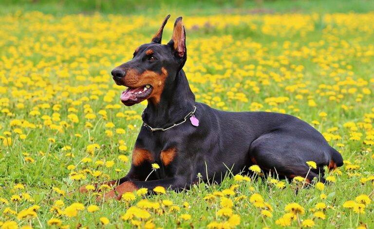 7 Crazy Things That Are Perfectly Normal for
Dobermans