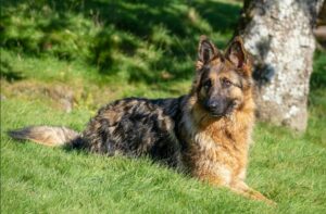 7 Crazy Things That Are Perfectly Normal for German
Shepherds