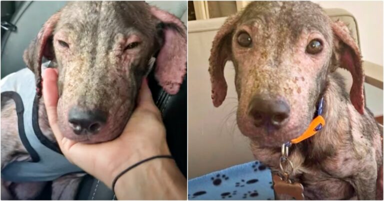 Bald, Mangy Dog Wandering On Beach Is Indistinguishable
Now