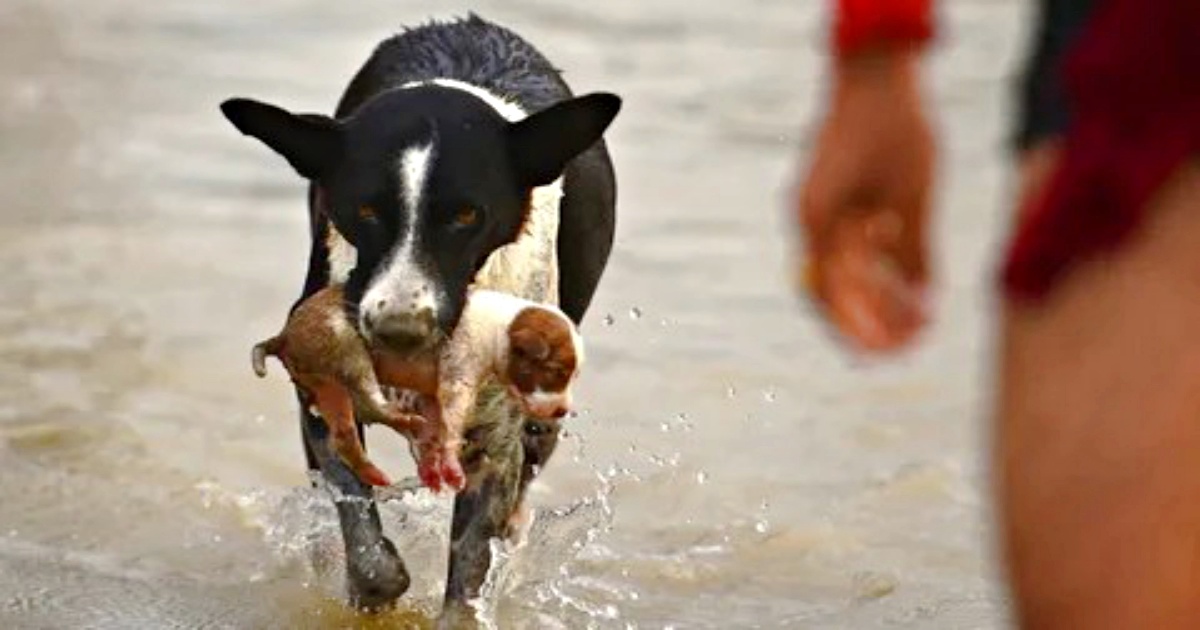 Dog Leaps Into River, Emerges With Puppy Swept Away By
Current