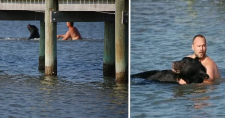 Guy Jumps Into Water And Swims Toward Bear He Saw
Struggling