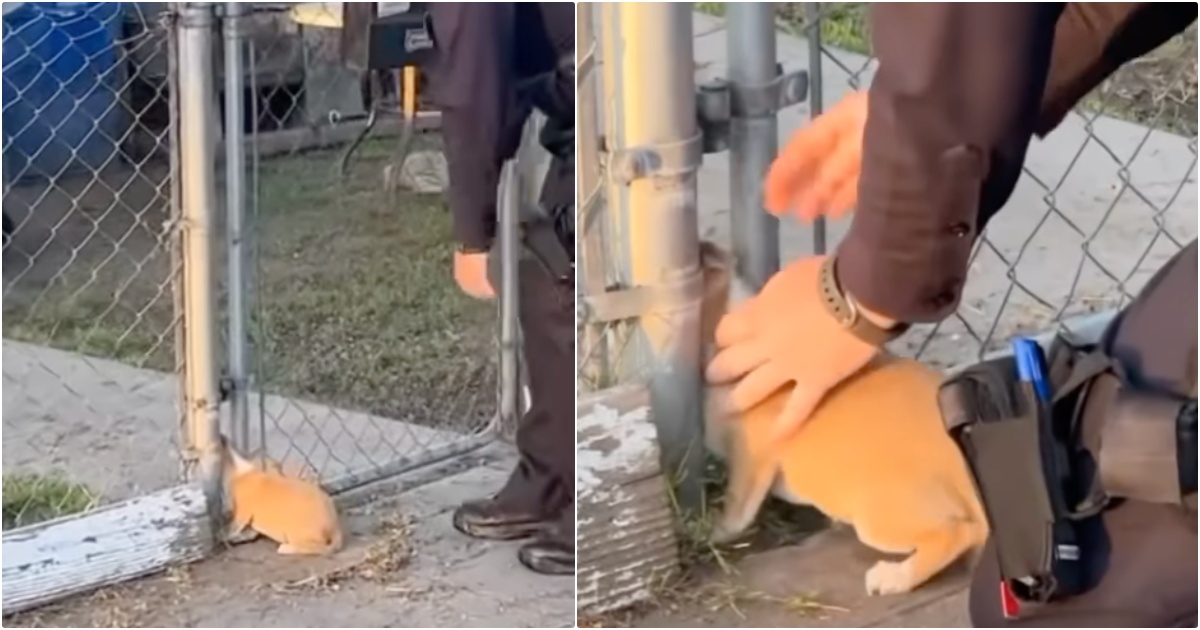 Puppy Scavenging For Food Got His Head Stuck In A
Fence