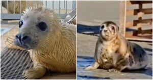 Seal Pup Needs To Return To The Sea, But She’s Not Ready To
Go