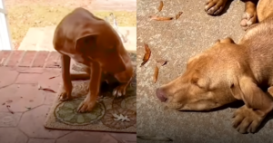 Stray Pup Fell Asleep Outside Stranger’s Door Until Someone
Opened It 