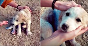 Traveling Couple Finds Puppy On A Mountain ‘Covered’ In Blue
Spray Paint