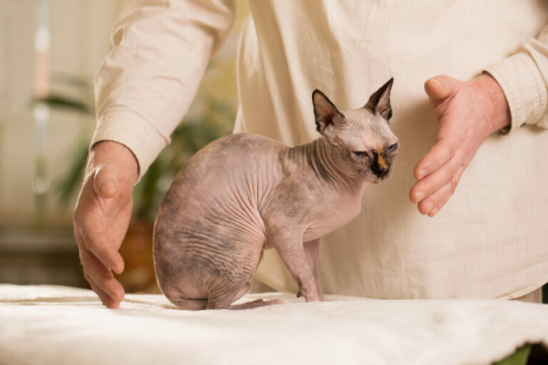 Why Reiki Is a Good Fit for Cats