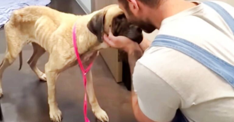 Guy Cradles ‘Broken’ Dog, Pulls Her In To Feel The Warmth Of
His Heart